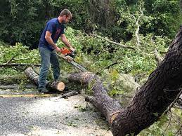 Tree and Shrub Care in Emporia, VA