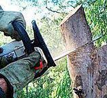 How Our Tree Care Process Works  in  Emporia, VA
