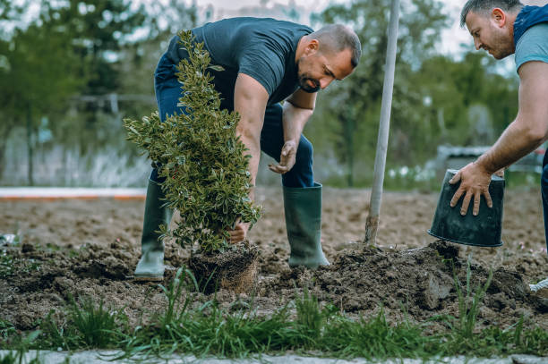 Best Sod Installation  in Emporia, VA