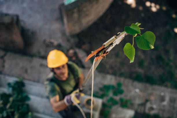 Best Tree Removal  in Emporia, VA
