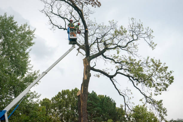 Best Tree Risk Assessment  in Emporia, VA