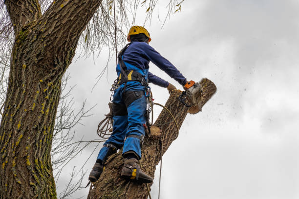 Best Tree Mulching  in Emporia, VA