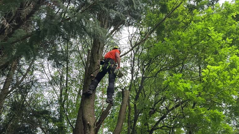 Best Tree Disease Treatment  in Emporia, VA