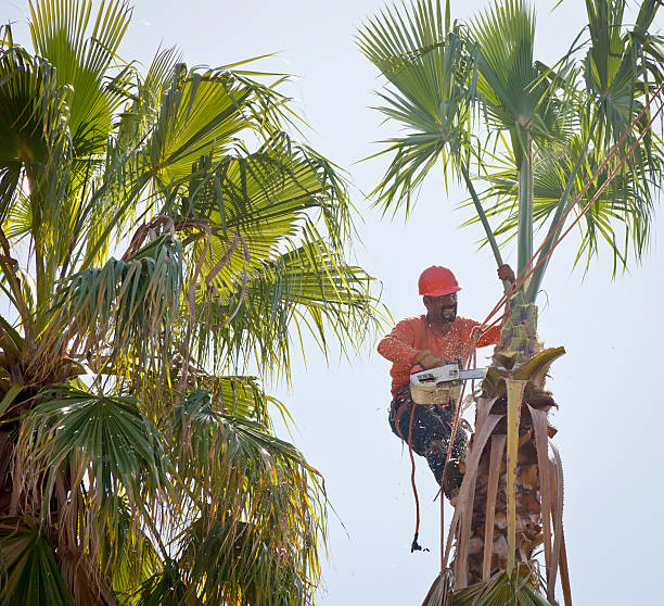Best Palm Tree Trimming  in Emporia, VA