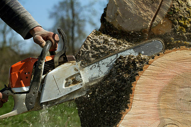 Best Hazardous Tree Removal  in Emporia, VA