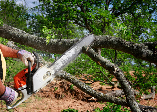 Trusted Emporia, VA Tree Services Experts