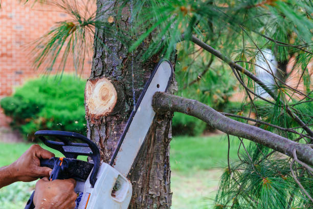  Emporia, VA Tree Services Pros